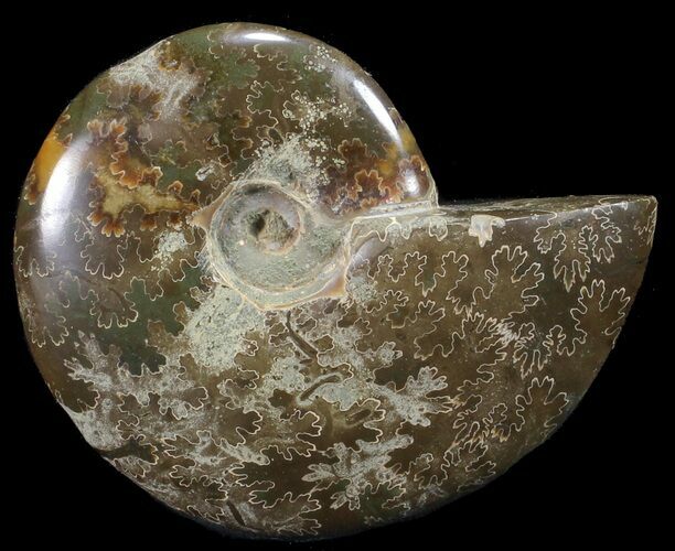 Polished, Agatized Ammonite (Cleoniceras) - Madagascar #59865